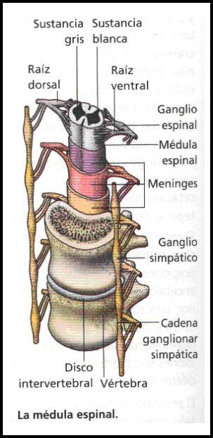 http://www.iesalandalus.com/materiales/Bio_Geo/asignaturas/ICS/Proyecto_07/Presentacion/2006-07/BG_ICS_Sistema_Nervioso/imagenes/ilustraciones/medulaEspinal.jpg