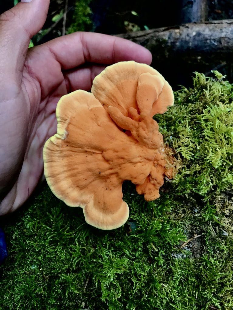 chicken of the woods fungi