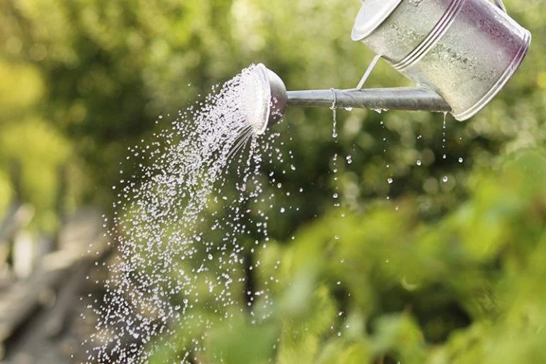 Bạn cần chọn nước tưới cây không chứa nhiều hoạt chất gây hại