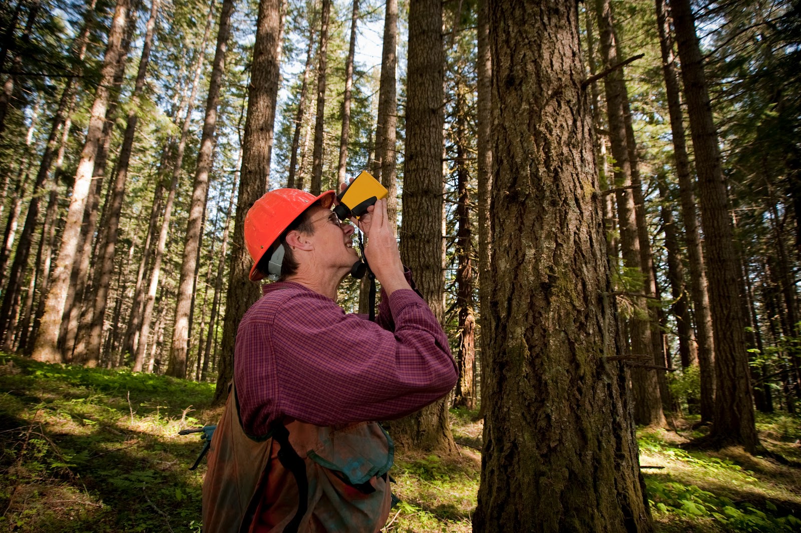 Forester looking at Forest land for a Forest Management Plan