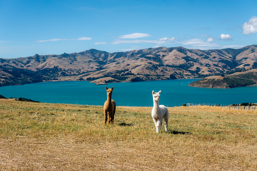 Akaroa is one of the most beautiful places to visit in New Zealand.