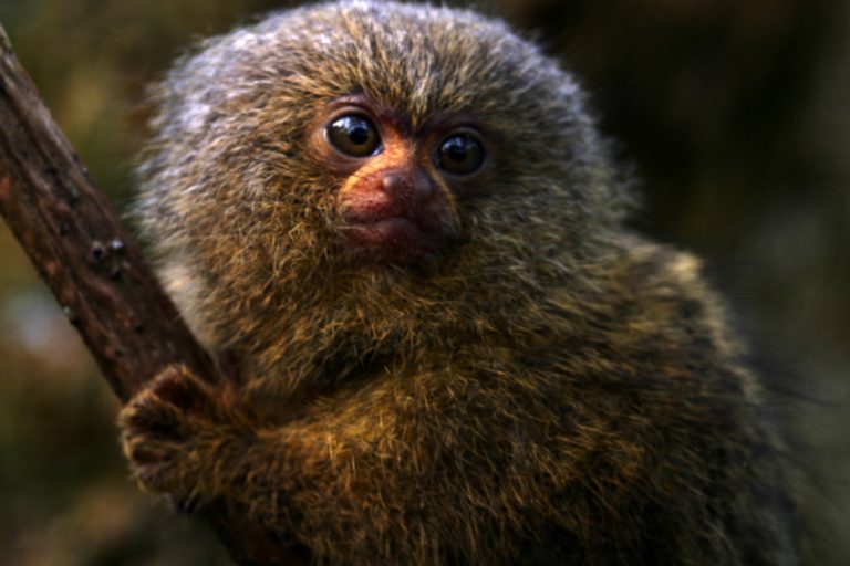 Leoncillo (Cebuella pygmaea) juvenil. Foto: Pablo Yepes.