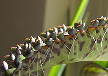 A photo of a long speckled succulent leaf has plantlets all along the leaf edge.