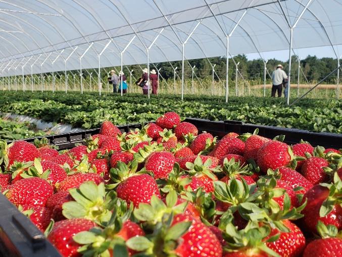 Strawberry Farm - Ontario Strawberries - Howe Family Farm Market