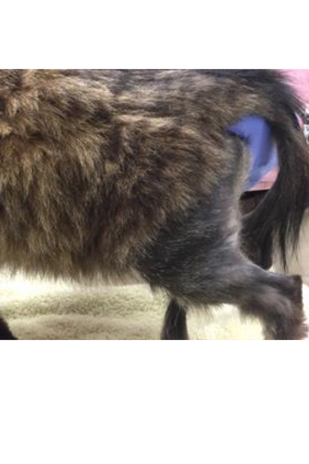 Pattern of hair loss in a cat with flea allergy