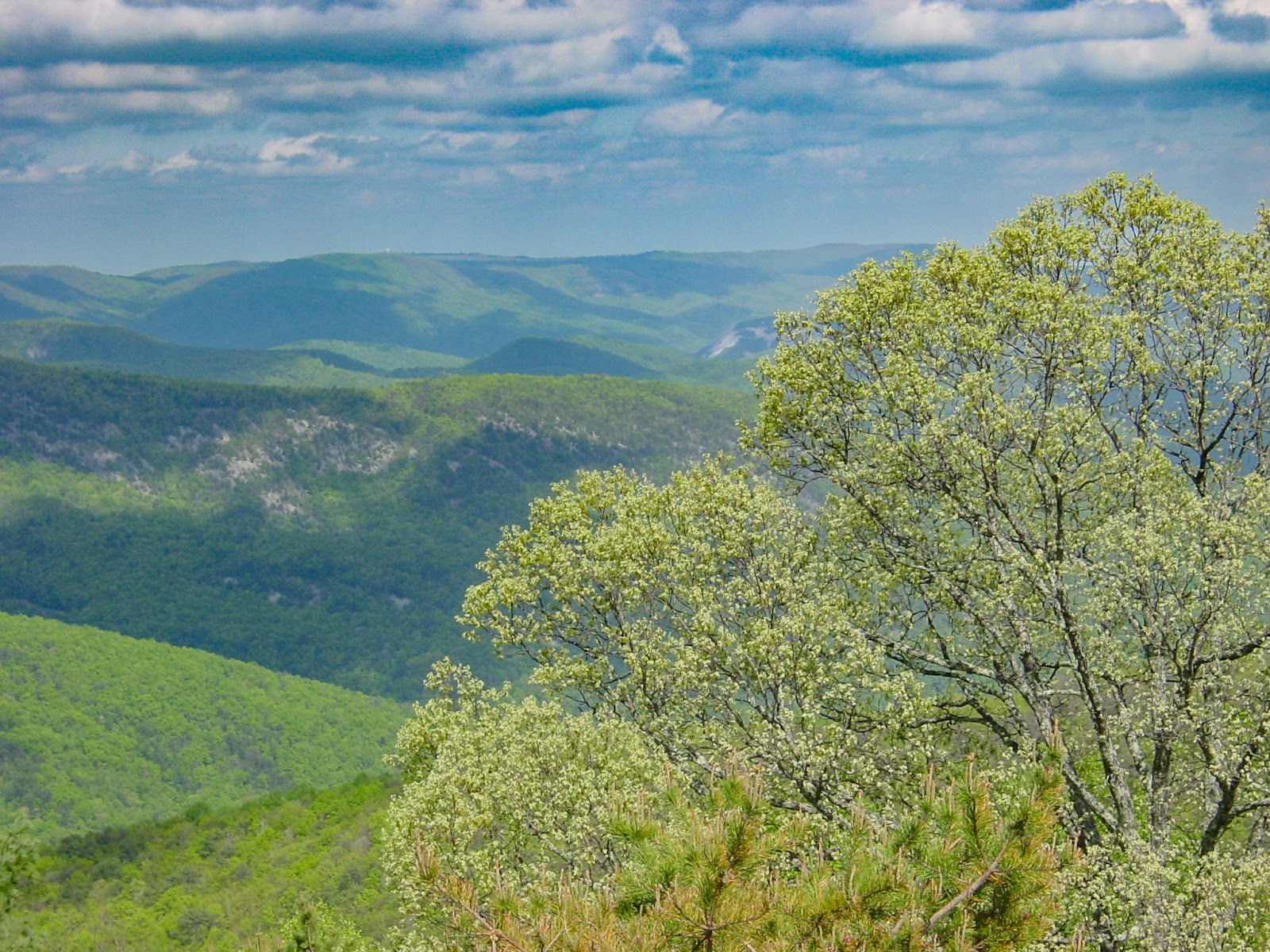 A full green tree in the foreground has hills spread out to the horizon and cloudy skies. 