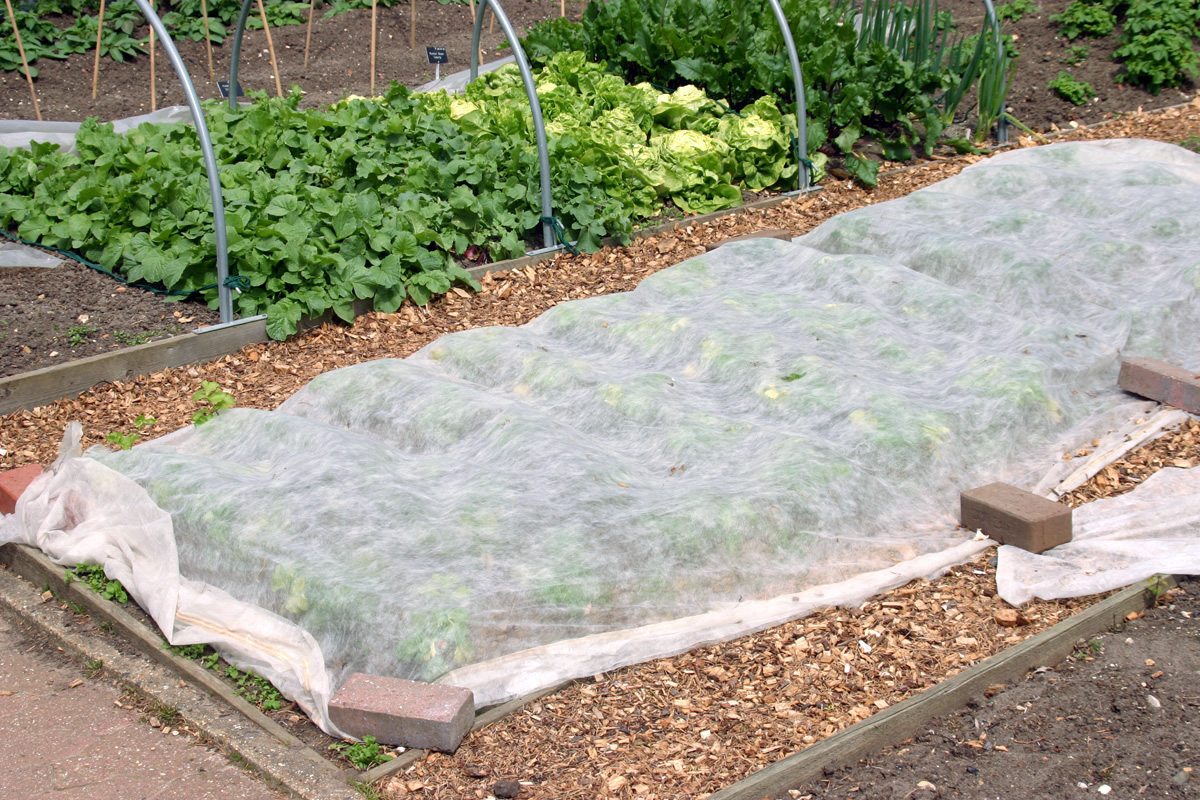 Row Cover