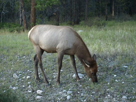 http://backup-mw-xp.de/images/Canada2009/caribou.jpg