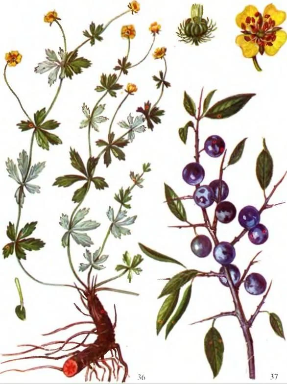 D:\0 wd yedek\acr yedek\1 film indirme\sovremennaya_fitoterapiya_dosyalar\image141.jpg