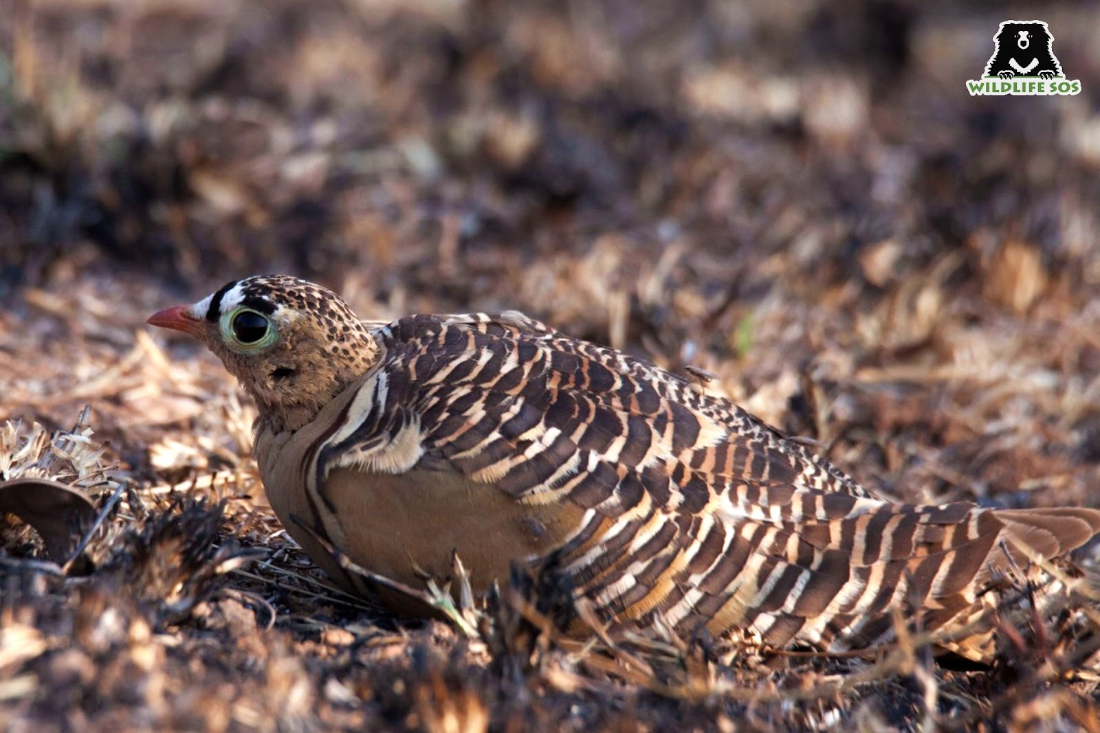 male sandgrouse makes an excellent father