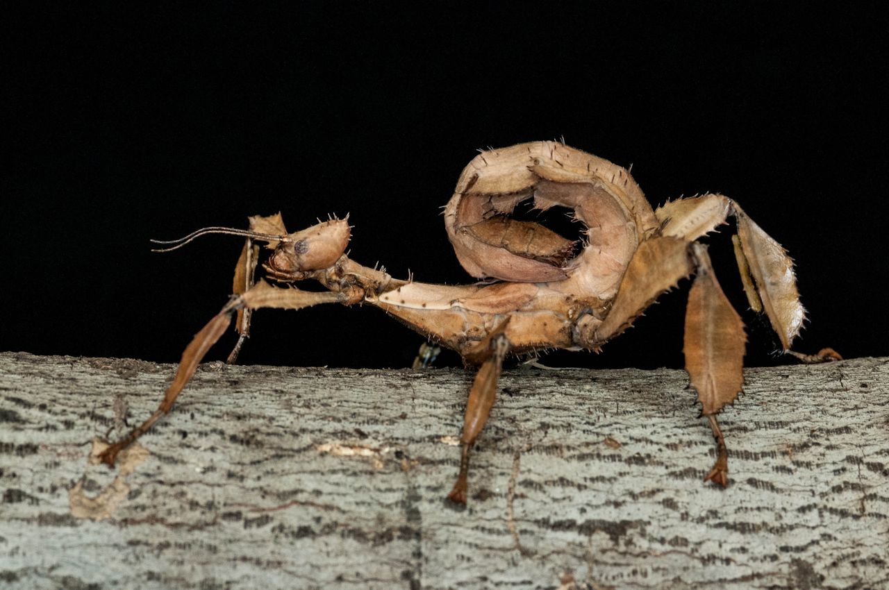 Spiny Leaf Insects