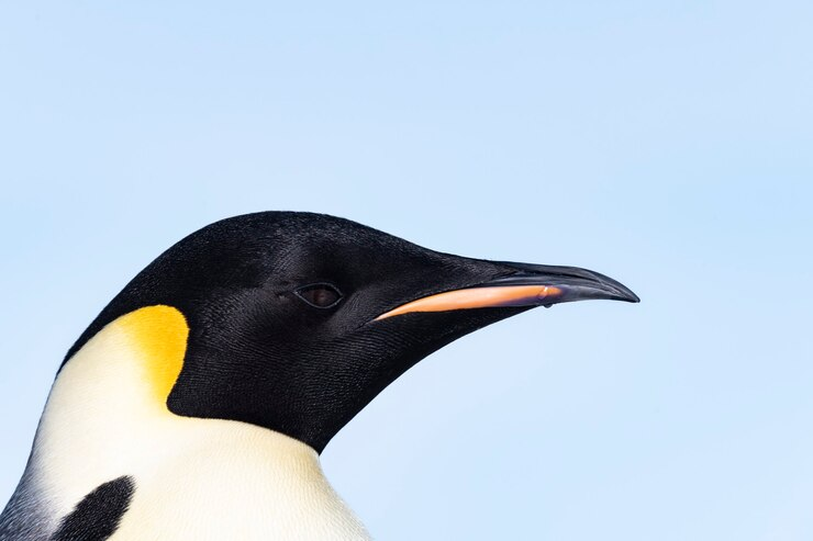 Tuxedo Penguins, penguins LearningMole