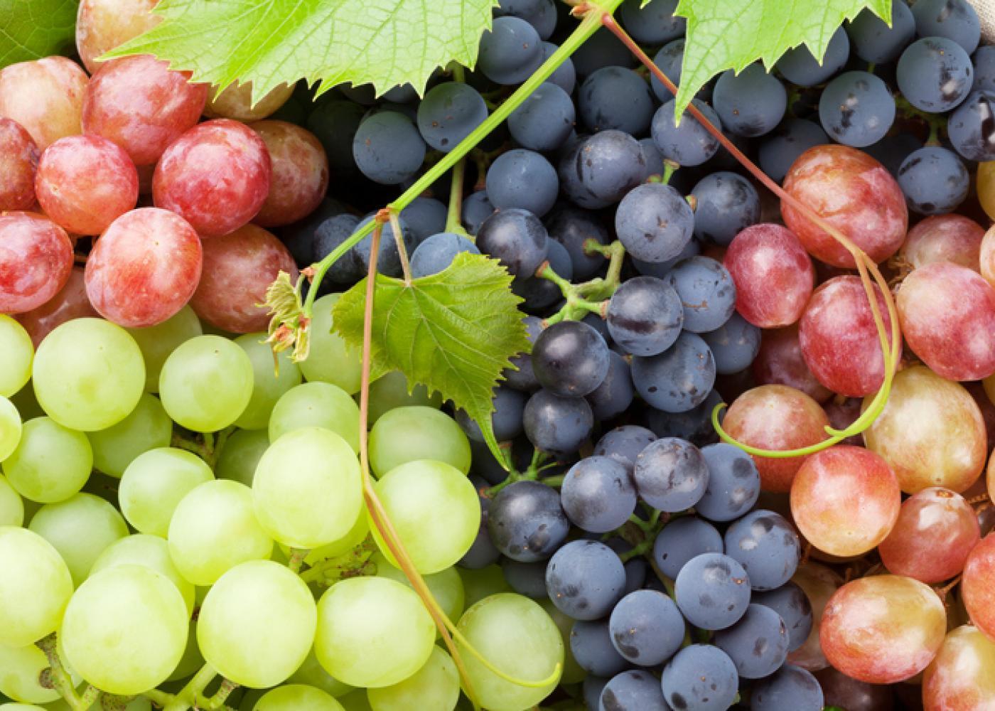 11 Health Benefits of Grapes, According to Science :: NoGarlicNoOnions:  Restaurant, Food, and Travel Stories/Reviews - Lebanon
