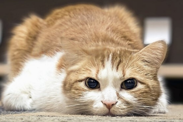 can wet food cause diarrhea in cats