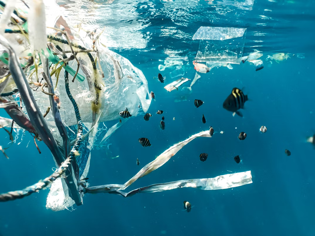 malé ryby v oceáne znečistenom plastami