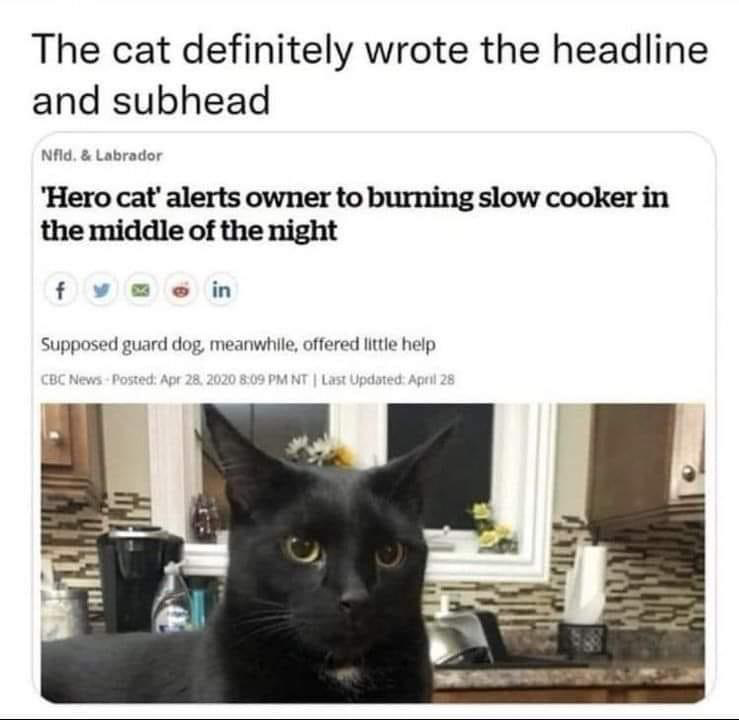 Black cat staring into the camera with kitchen in the background. 

Caption: The cat definitely wrote the headline and subhead

Headline: ‘Her cat’ alerts owner to burning slow cooker in the middle of the night.

Subheading: Supposed guard dog, meanwhile, offered little help