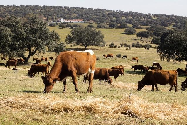 Uma imagem com relva, exterior, vaca, campo

Descrição gerada automaticamente