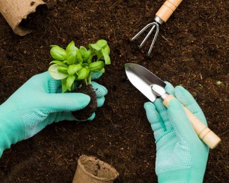 C:\Users\SONY\Desktop\цеолит\top-view-hands-planting-flower.jpg