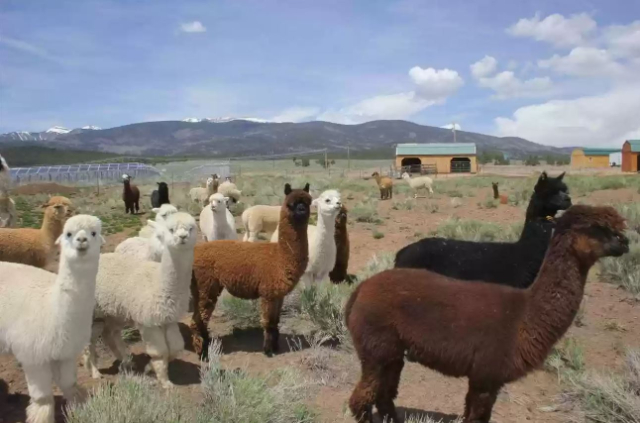 alpacas, dream home