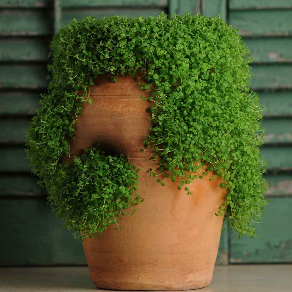Corsican Mint