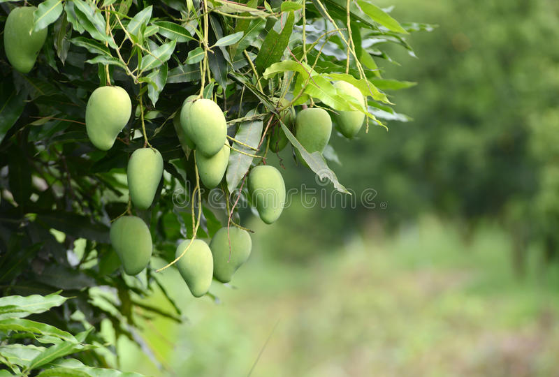 Mango Tree (Mangifera indica)