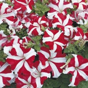 Petunia Tritunia Red Star F1