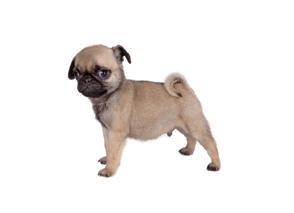 Image result for dogs