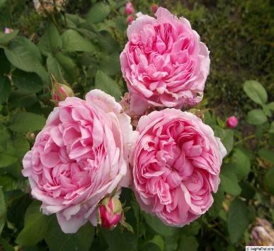 Pin on Reigning Roses