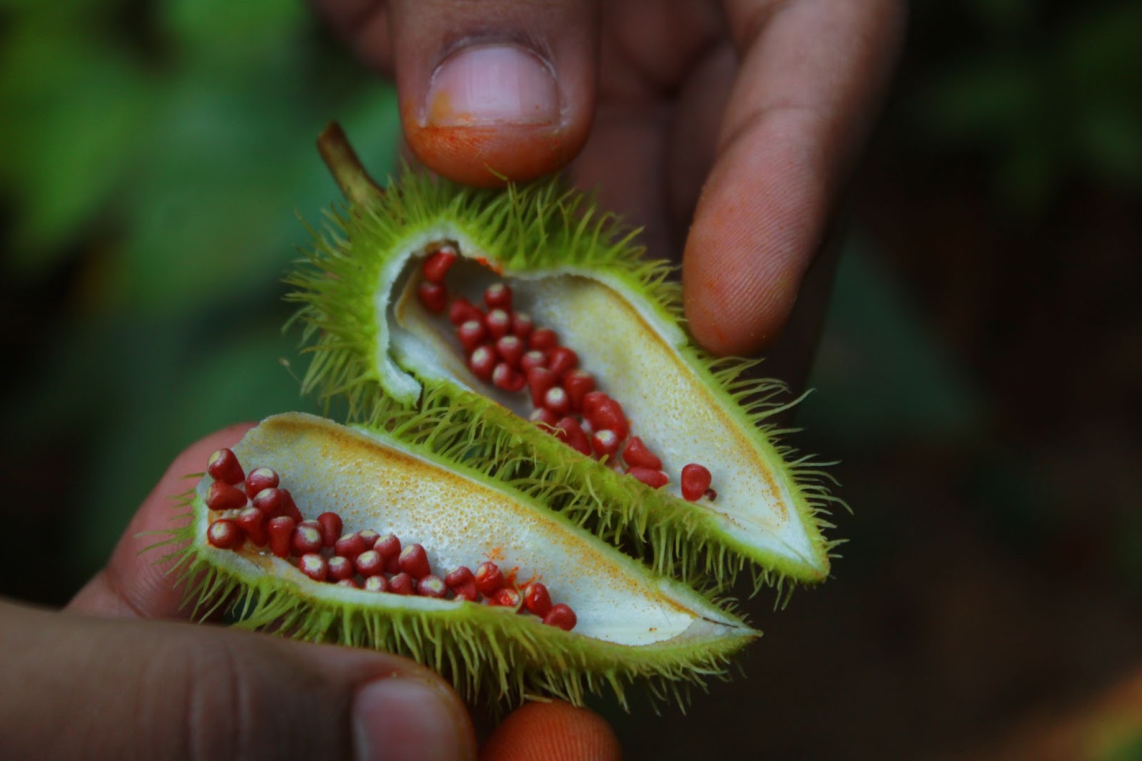 achiote