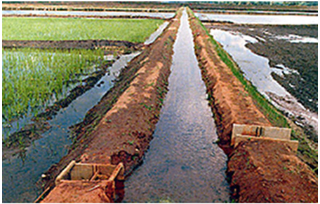 Plantio de arroz - áreas delimitadas por taipas