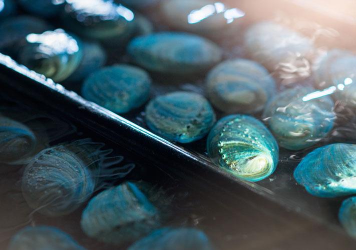 Moana Achieves New Zealand First for Blue Abalone Farming