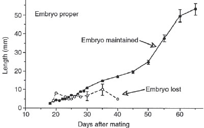 Evolución de la longitud del embrión hasta los 65 días de gestación