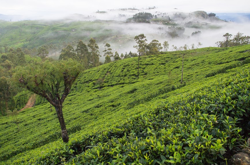 Tea plantations around Lipton's Seat in Sri Lanka