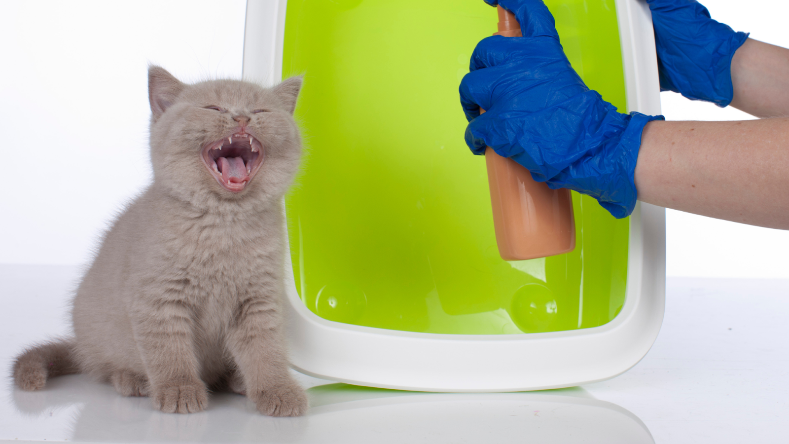 Feline phermone sprays send calming messages to your cat.