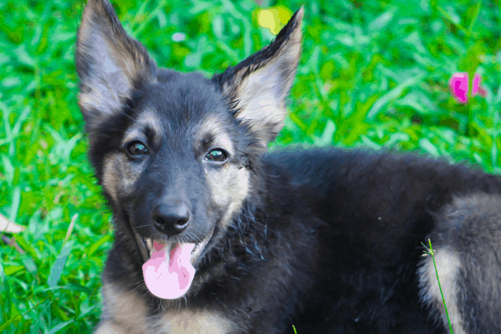 Cachorro de pastor alemán con lengua fuera
