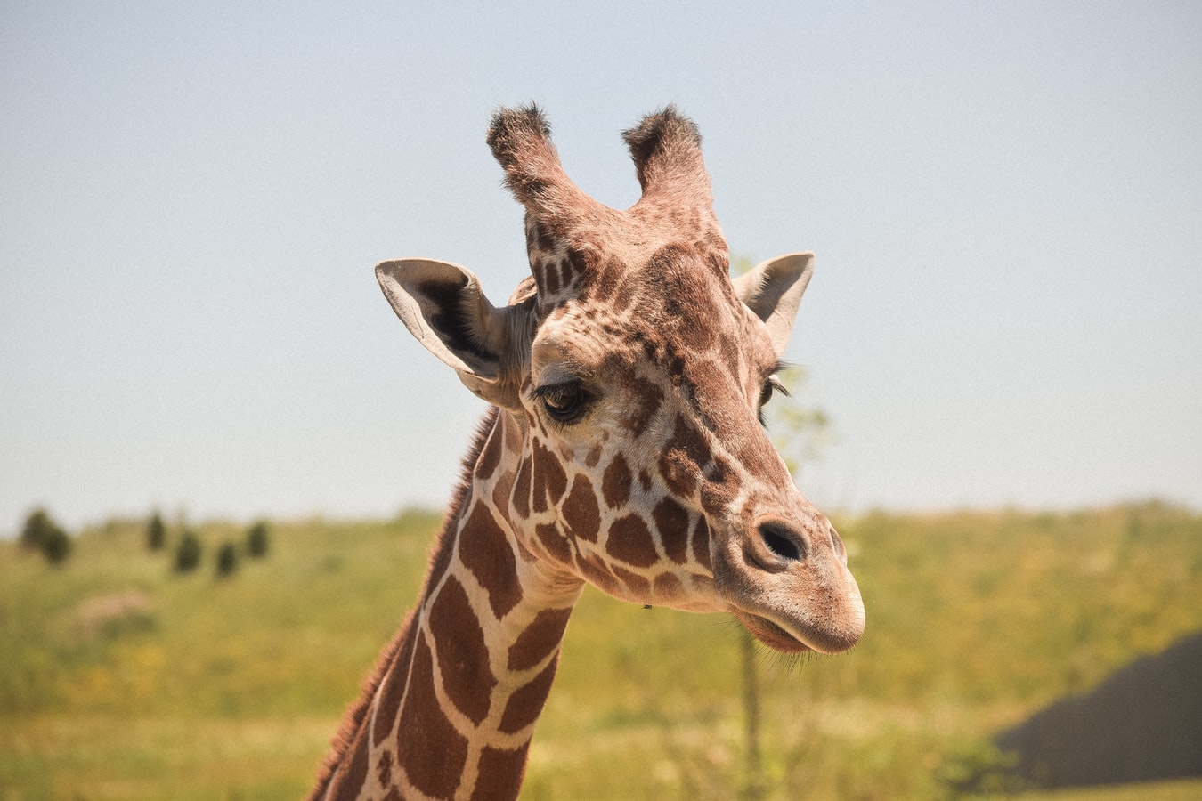 selective focus photography of giraffe