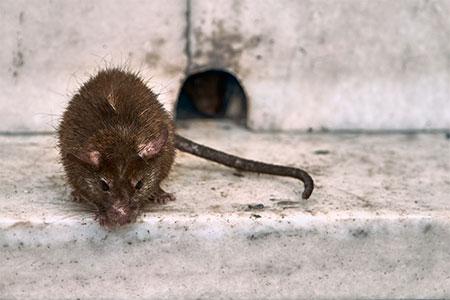 Image result for rat control