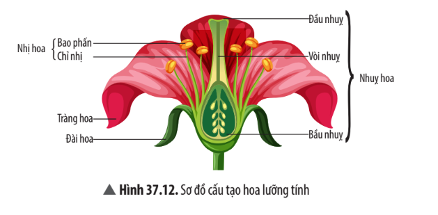 Giải KHTN 7 Bài 37: Sinh sản ở sinh vật Chân trời sáng tạo