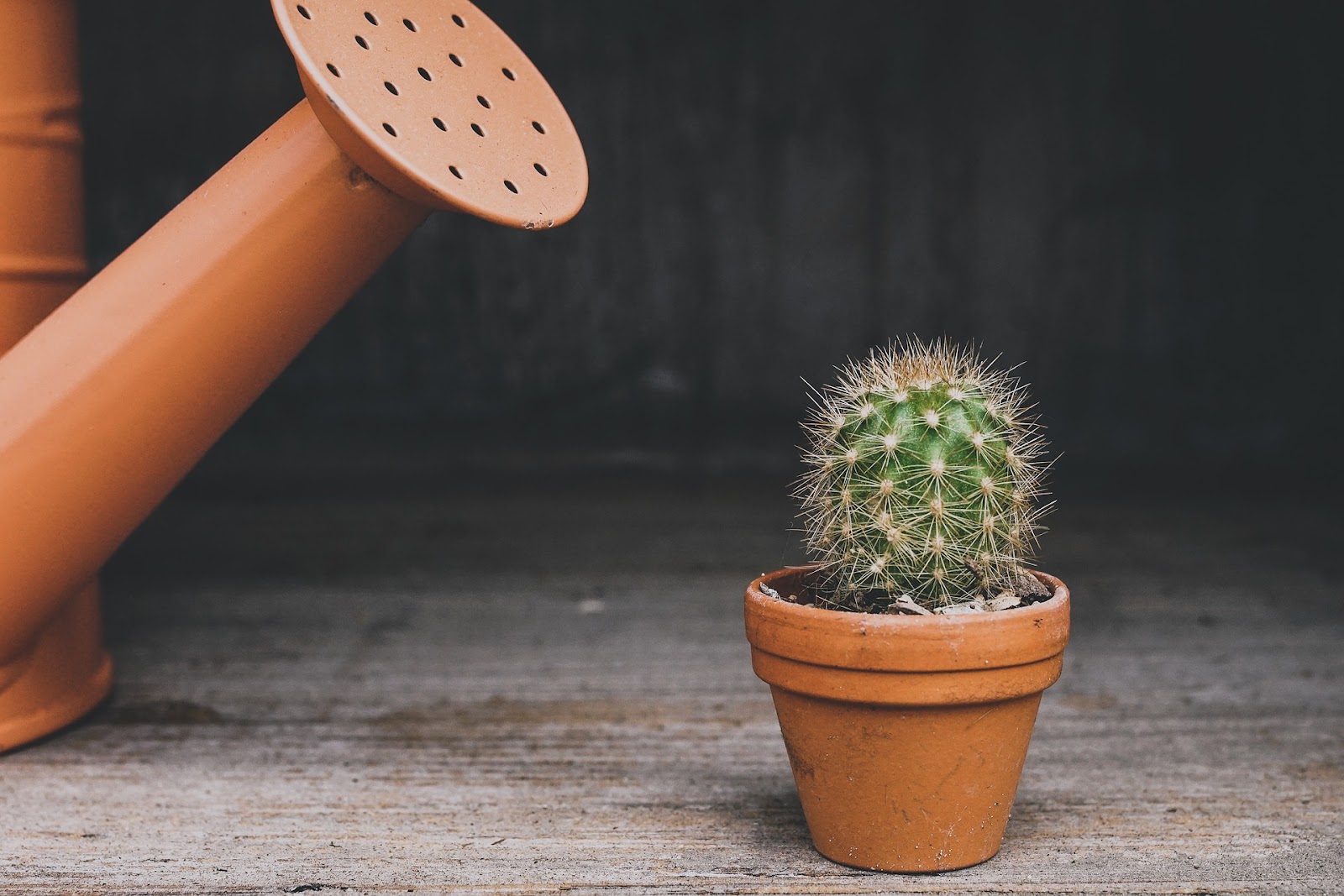 Tiny potted cactus near a watering can