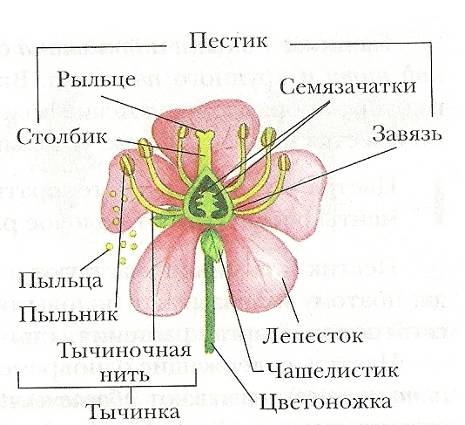 Чашелистик тычиночная нить рыльце покажите стрелками