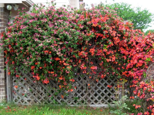 Windbreak