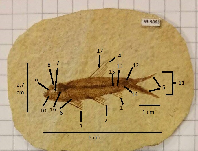 knightia specie.jpg