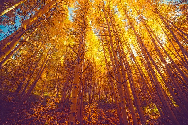 fall foliage campsite in ASpen Colorado