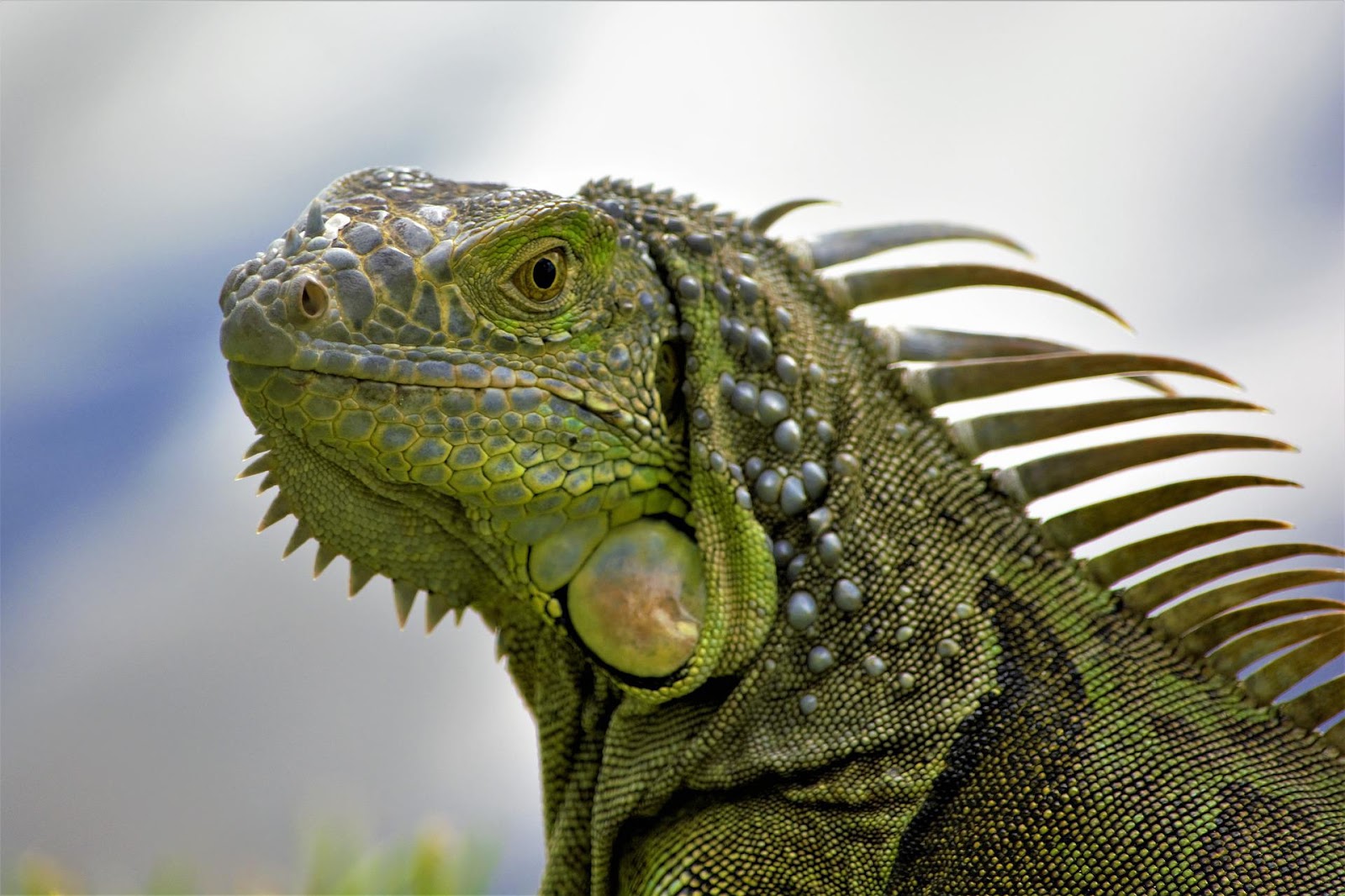 Green iguana