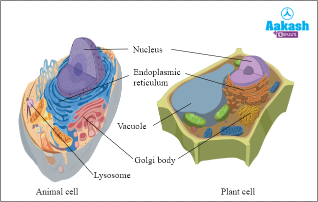 What are vacuoles? Definition, Types and Importance - biology | AESL