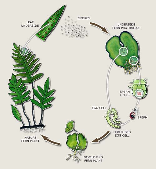 Life Cycle Of A Plant The Green Machine