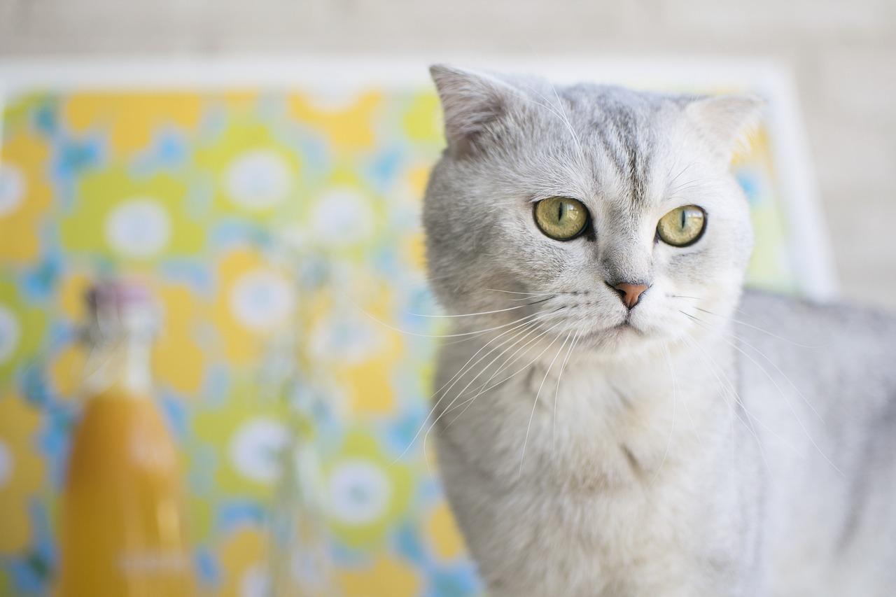 Scottish Fold: 