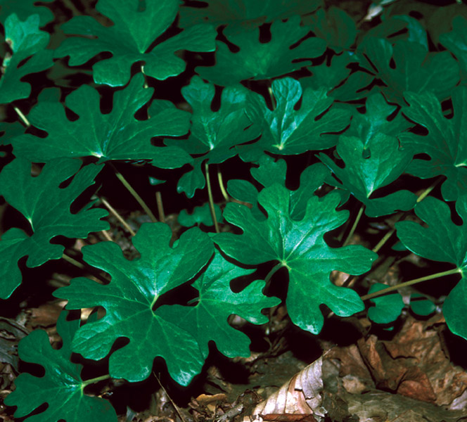 Sanguinaria canadensis leaves.