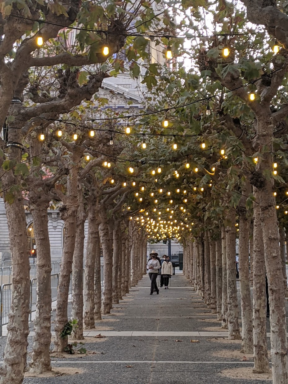 Tree lined street with lights