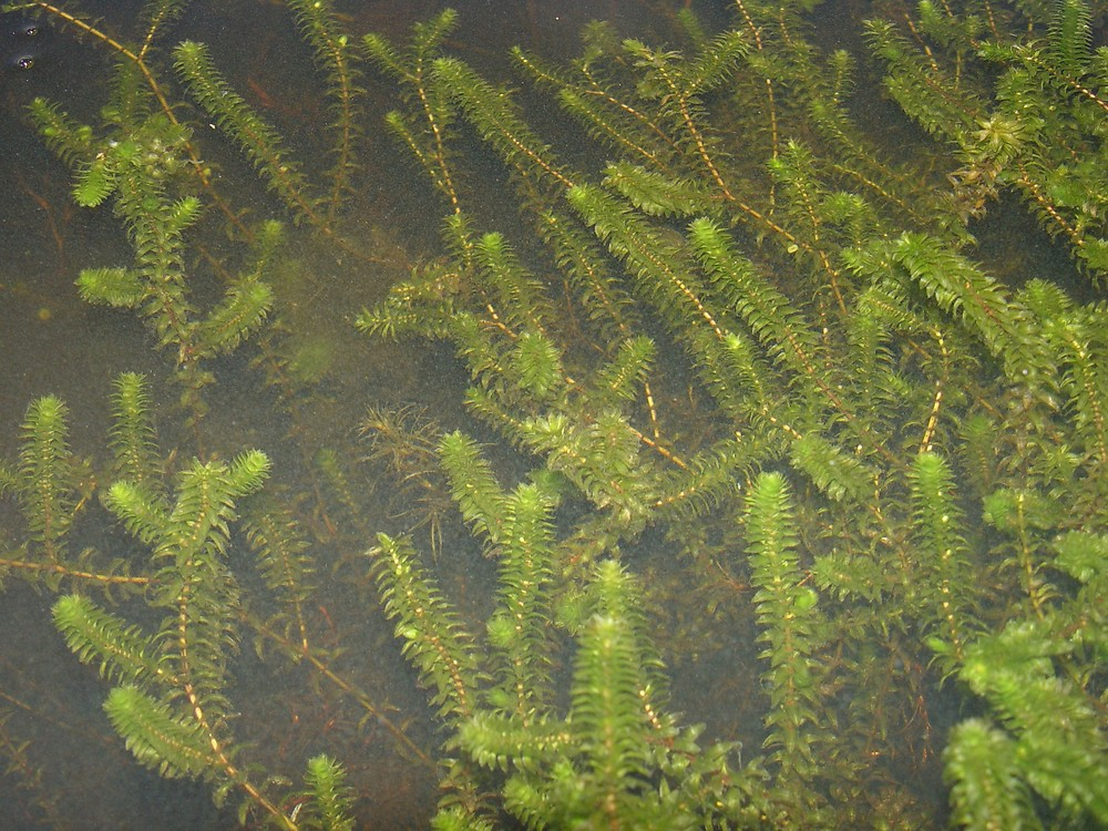 Common Waterweed